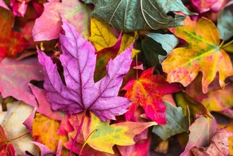 Идва циганско лято. Кога?