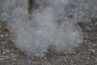 Пет мита (или истини) за сенната хрема