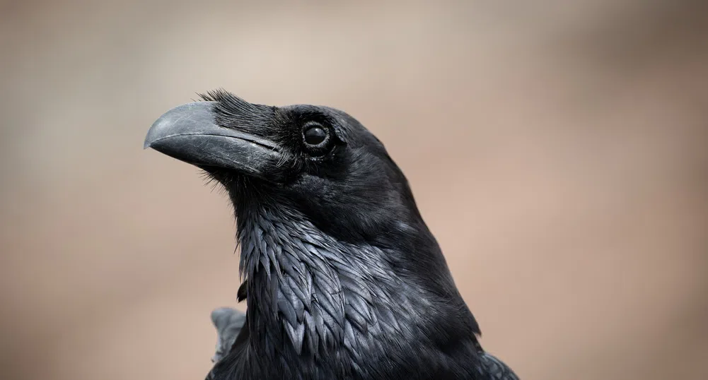 Гарвани нападат и ограбват клиенти на супермаркет в Аляска