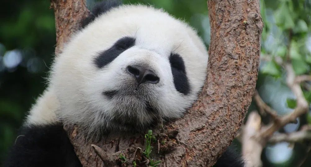 Непознат вид панда е обитавал българските земи преди 6 млн. години