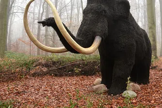 Извлякоха най-старата ДНК от кътници на мамут от Сибир