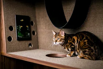 Котешки апартамент – мебел за грижовни стопани