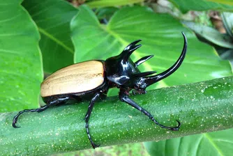 Колумбия изнася бръмбари за Япония срещу криптовалути