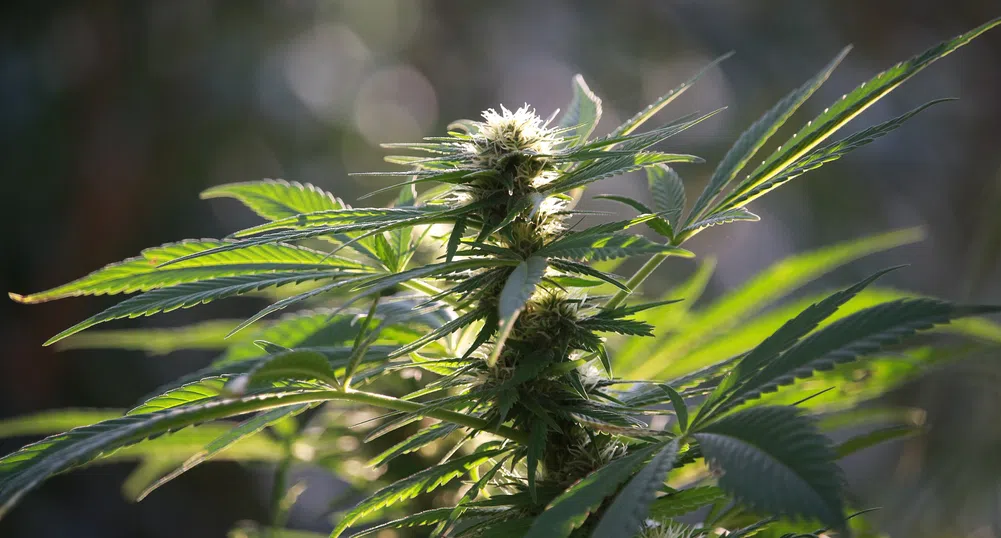 Две години след легализацията канадците все още купуват марихуана на черно