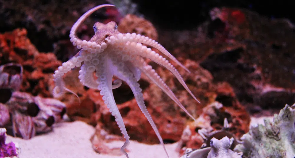 Женските октоподи хвърлят предмети по мъжките, когато са ядосани