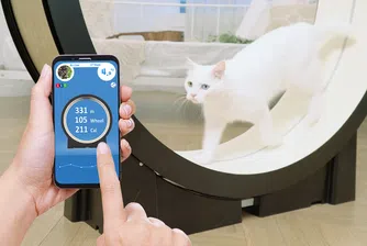 Край на дебелите котки