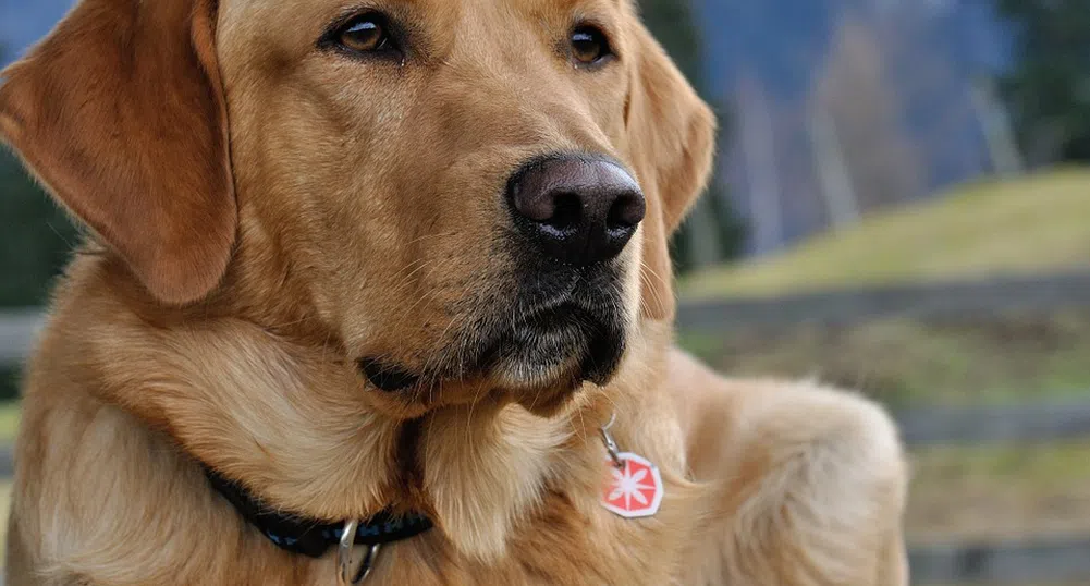 Откриха изчезнало куче в стария му дом на 80 км