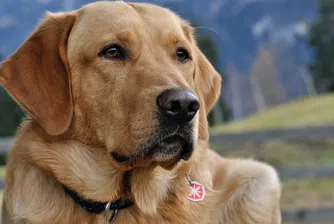 Откриха изчезнало куче в стария му дом на 80 км