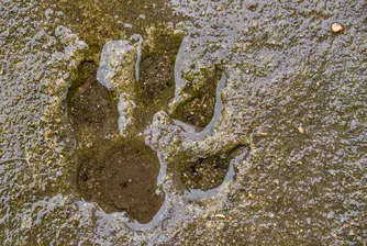 Гладен 225-килограмов мечок нанесе погром на близо 30 къщи