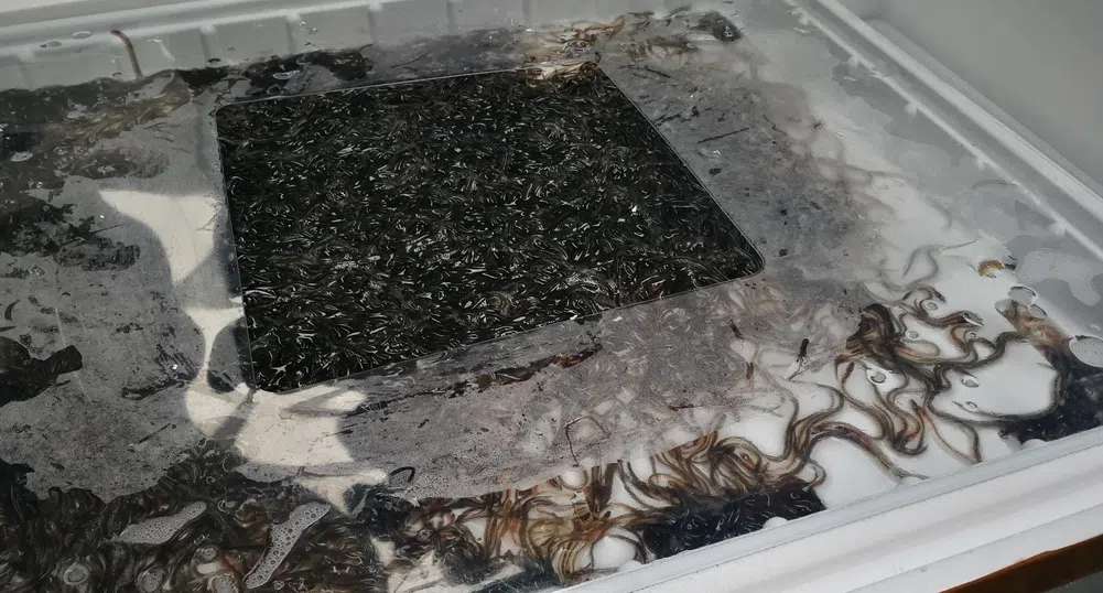 200 кг бебета-змиорки от застрашен вид задържаха на летище София