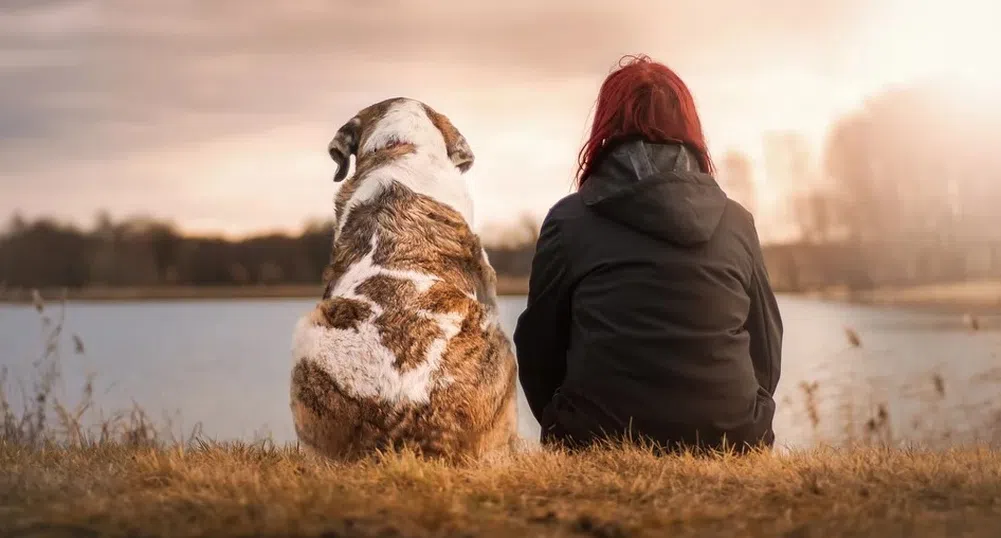 Самотата в Китай произведе огромна индустрия за домашни любимци
