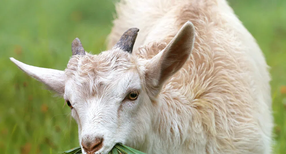 Стадо кози чистят бурени в парк в Ню Йорк