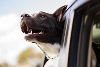 Какво казва цветът на колата за собственика й?