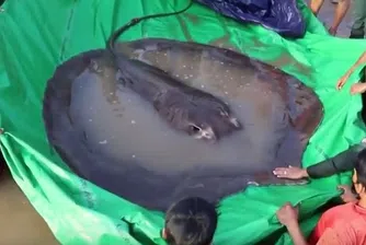 Камбоджанец улови най-голямата регистрирана сладководна риба в света