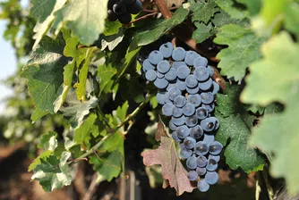 New Bloom Winery финализира голяма инвестиция в лозови масиви