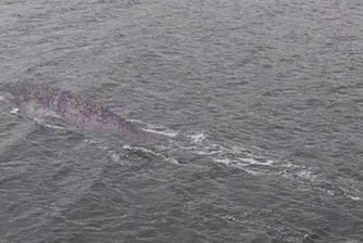 Появи се нова предполагаема снимка на чудовището от Лох Нес