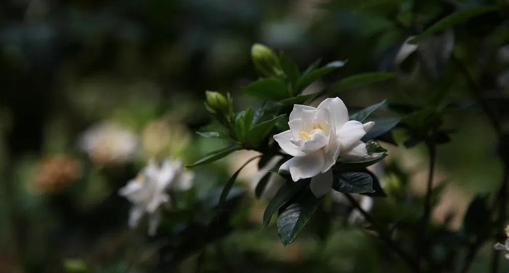 Шест стайни растения, които ще се справят с неприятната миризма у дома