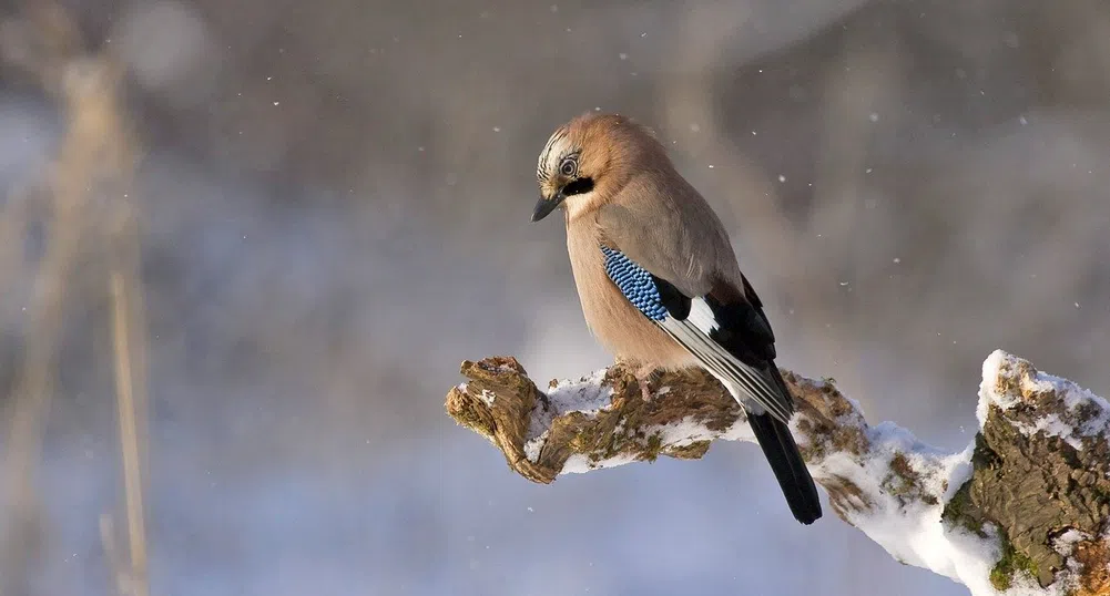 Зима, пролет и пак зима. Какво ще е времето тази седмица?