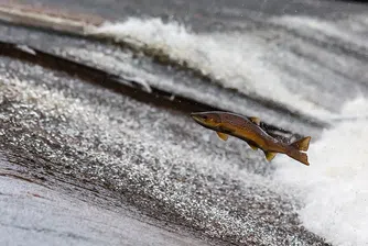 В Мексико валя... риба