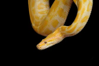 Австриец беше ухапан от питон, докато седи в тоалетната