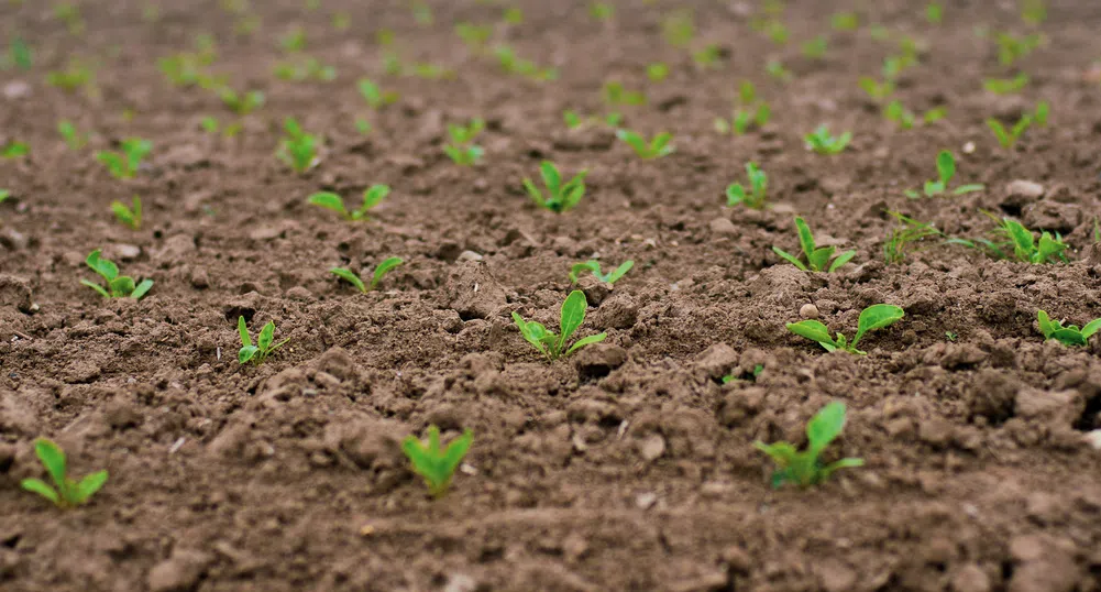 Защо европейските фермери се отказват от захарното цвекло?