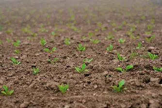 Защо европейските фермери се отказват от захарното цвекло?