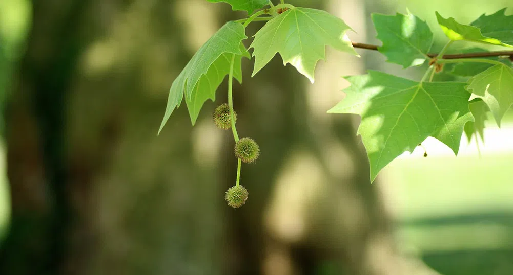 Градът на Спартак Сандански привлича с вековни чинари и 160 растителни вида