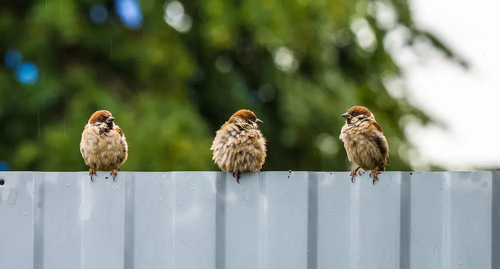 Колко са врабчетата в България?