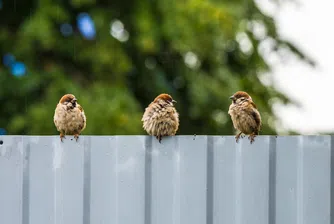Колко са врабчетата в България?