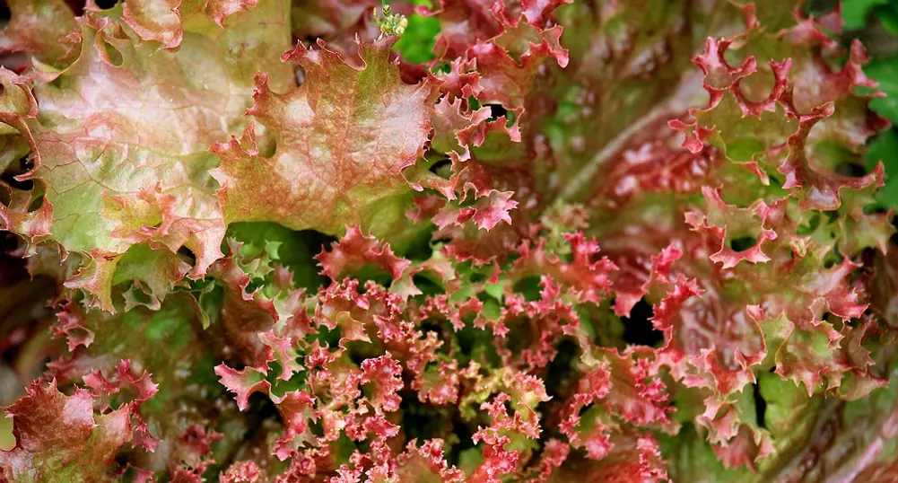 Десет интересни факта за лоло росо