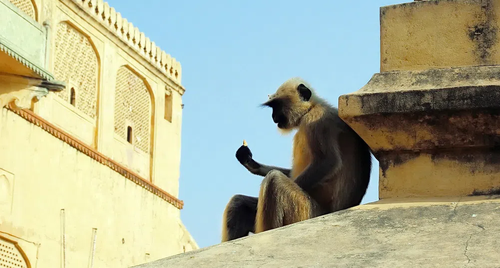 Срещата на върха на Г-20 в Делхи е заплашена от агресивни маймуни