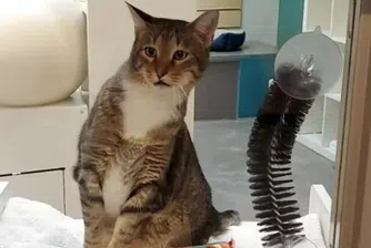 Тази котка може да разтрепери дори най-коравите сред вас