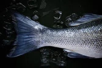 Тази година рибата за Никулден ще е черноморска. Ще поскъпва ли?