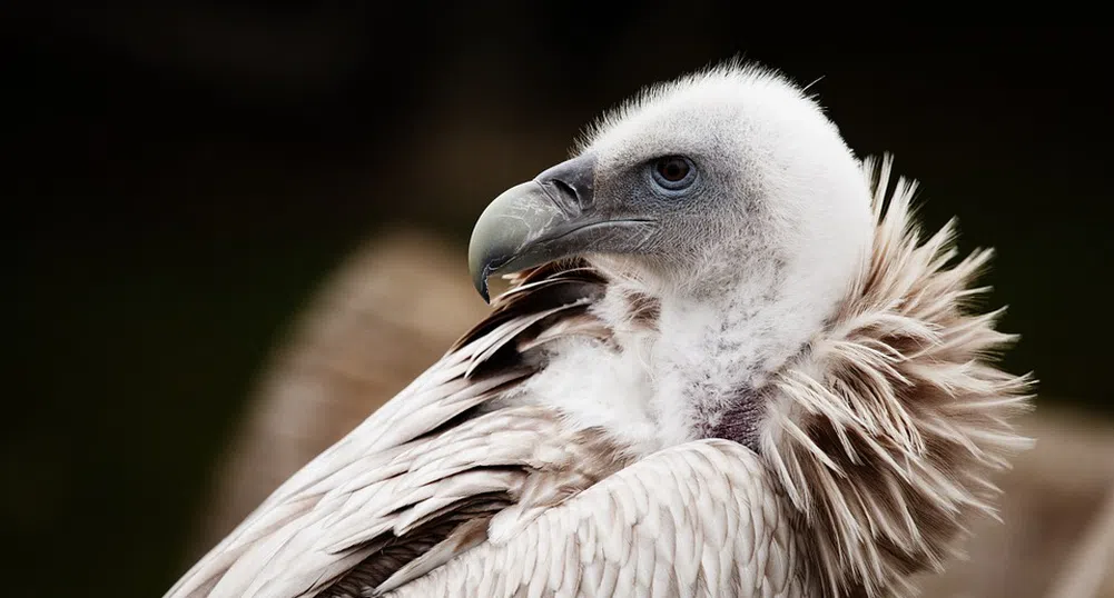 Днес отбелязваме Международния ден на лешоядите