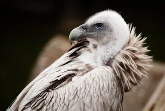 Днес отбелязваме Международния ден на лешоядите