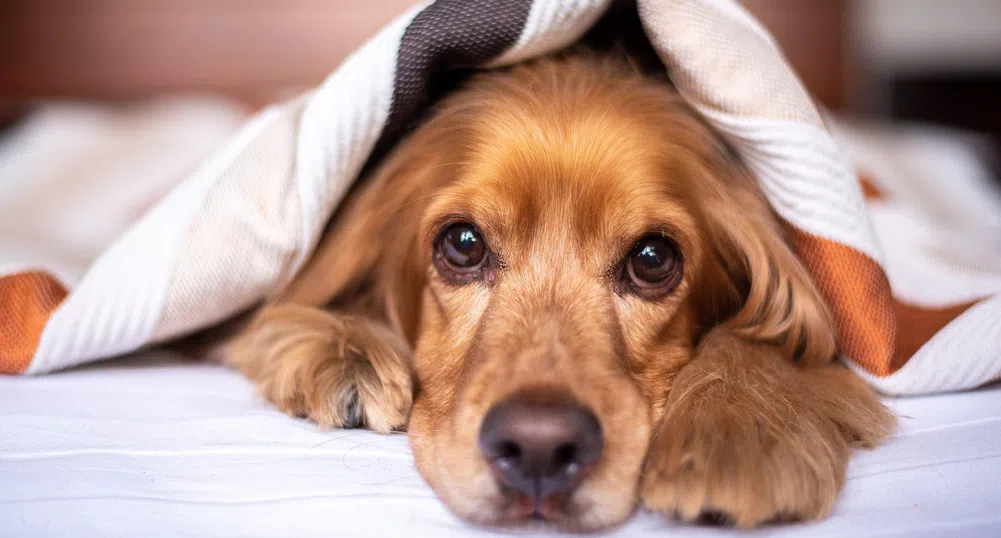 Шумът разболява домашните любимци