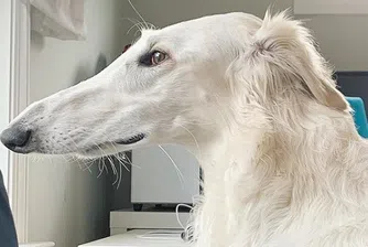 Как изглежда кучето с най-дълъг нос в света?