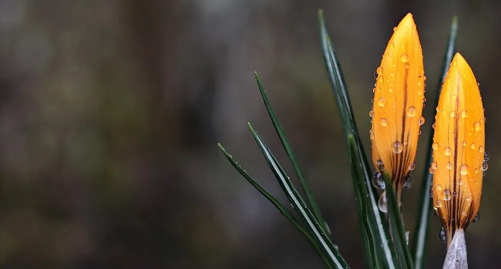 Оранжев и жълт код за валежи почти в цялата страна
