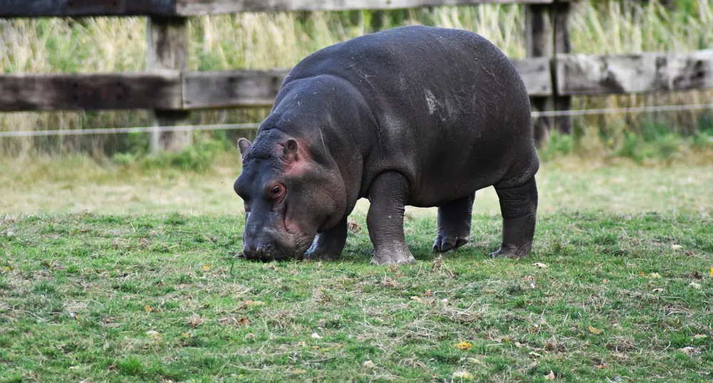 Маратонец влезе в схватка с хипопотам по време на тренировка