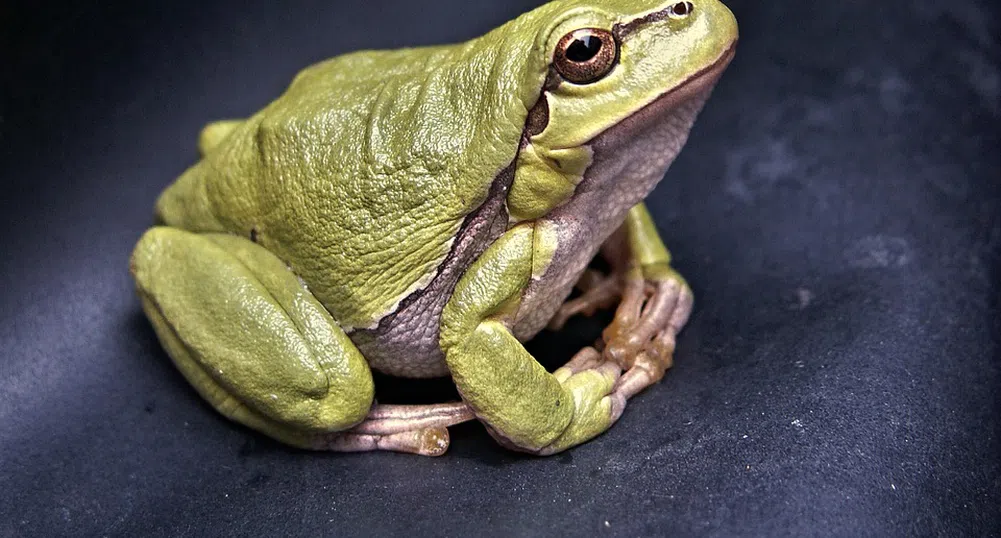 Пътник без билет: Жаба пропътува 12 874 км