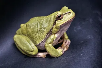 Пътник без билет: Жаба пропътува 12 874 км