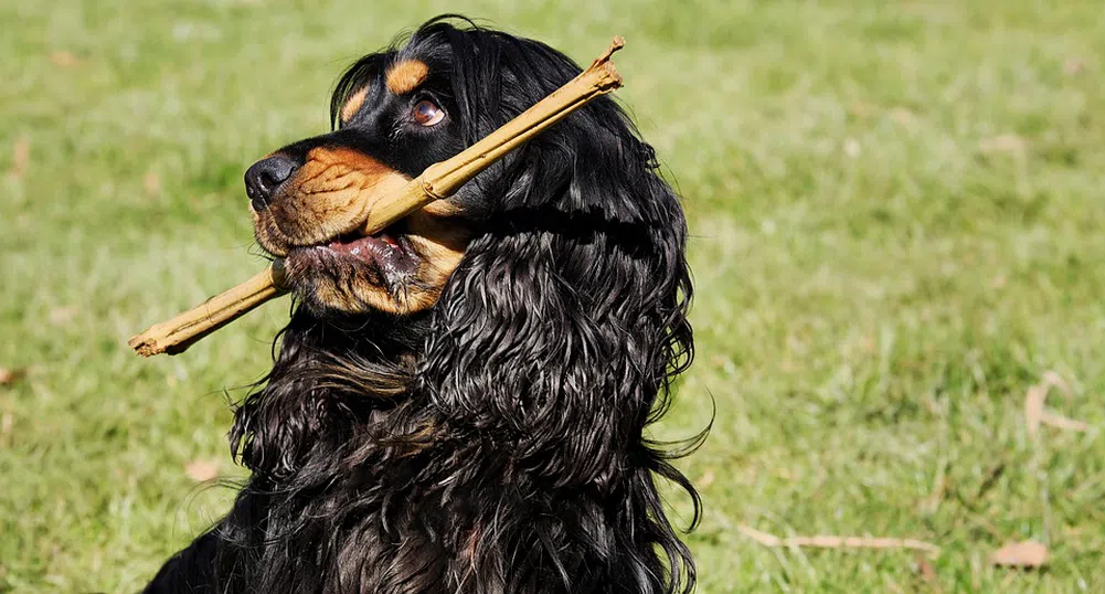 Нов домашен любимец има семейството на принц Уилям
