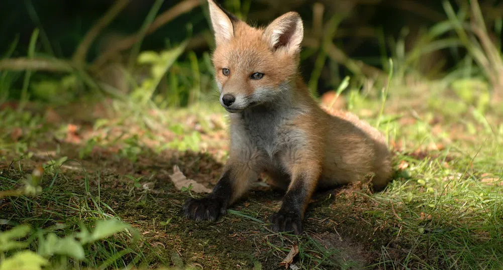 София е зоологическа градина: Кълвачи и бикове в Лозенец, лисици в Младост