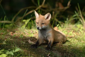 София е зоологическа градина: Кълвачи и бикове в Лозенец, лисици в Младост