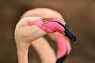 Рай на Бахамите си търси директор по фламинго