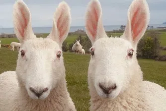 Това овца ли е или заек?