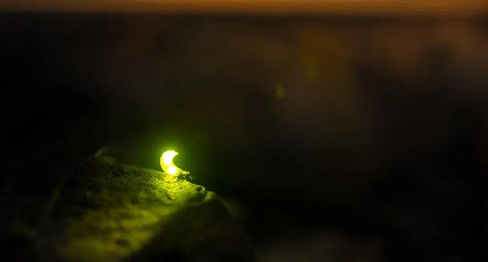 Изчезват ли светулките?