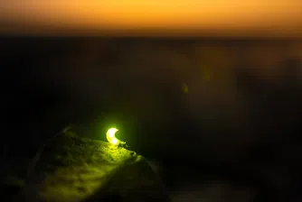 Изчезват ли светулките?