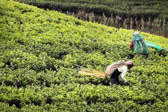 Шри Ланка планира да погаси свой петролен дълг с чай