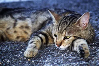 Руско градче си назначи "шеф на котките"